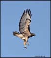 _B210527 red-tailed hawk